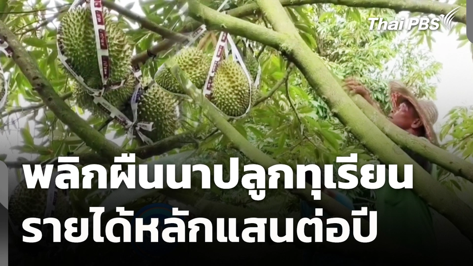พลิกผืนนาปลูกทุเรียนรายได้หลักแสนต่อปี
