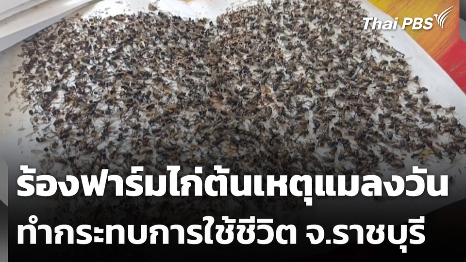 ร้องฟาร์มไก่ต้นเหตุแมลงวัน ทำกระทบการใช้ชีวิต จ.ราชบุรี