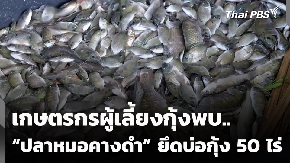 เกษตรกรผู้เลี้ยงกุ้งพบ “ปลาหมอคางดำ” ยึดบ่อกุ้ง 50 ไร่