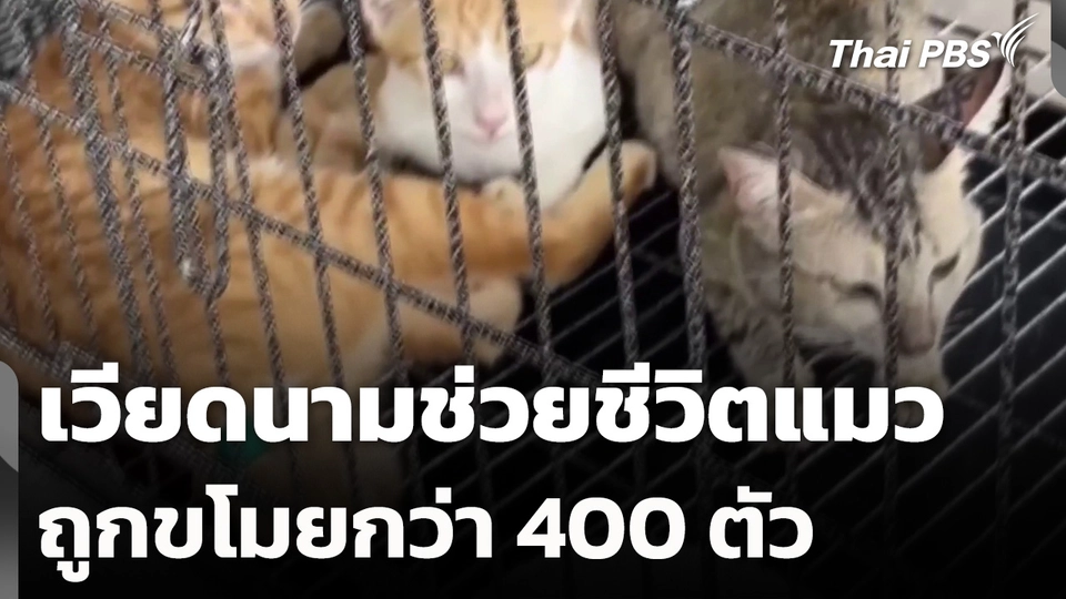 เวียดนามช่วยชีวิตแมวถูกขโมยกว่า 400 ตัว