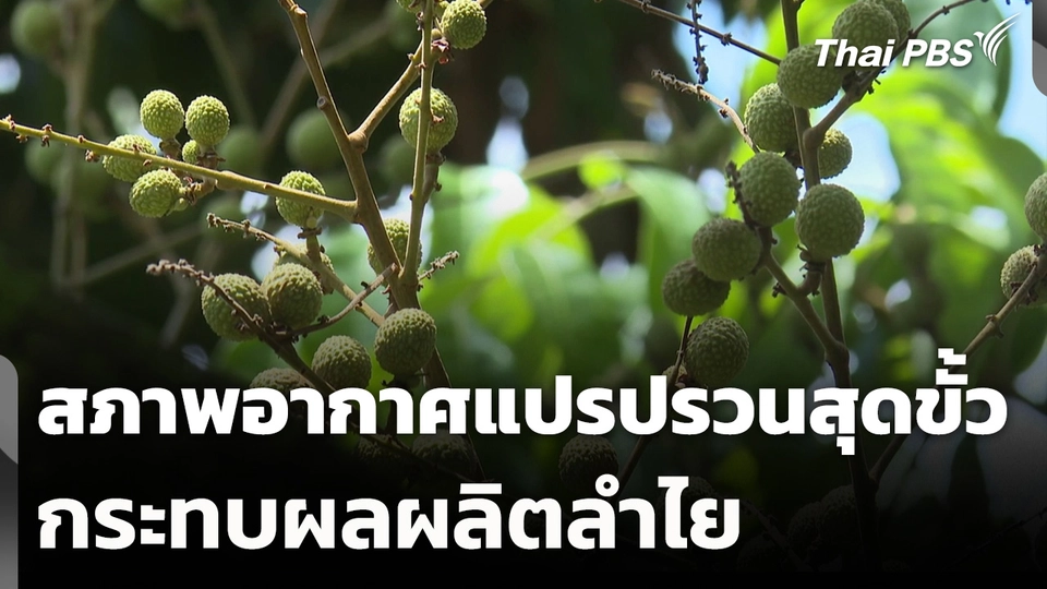 "ซูเปอร์เอลนีโญ" สภาพอากาศแปรปรวนสุดขั้ว กระทบผลผลิตลำไย