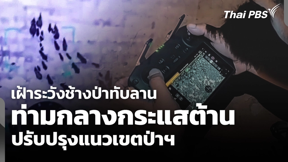 เฝ้าระวังช้างป่าทับลาน ท่ามกลางกระแสต้านปรับปรุงแนวเขตป่าฯ