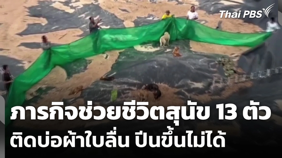 ภารกิจช่วยชีวิตสุนัข 13 ตัว ติดบ่อผ้าใบลื่น ปีนขึ้นไม่ได้