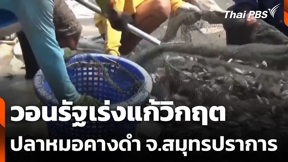 วอนรัฐเร่งแก้วิกฤตปลาหมอคางดำ จ.สมุทรปราการ