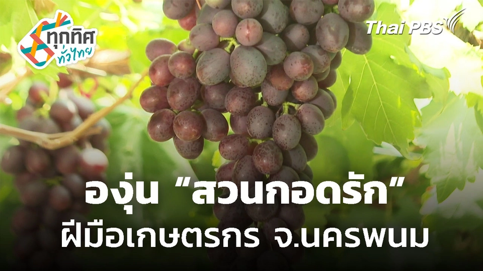 ชิมองุ่น "สวนกอดรัก" ฝีมือเกษตรกรรุ่นใหม่ จ.นครพนม