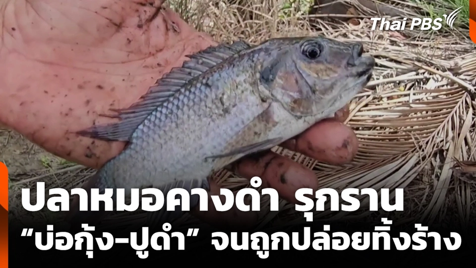 ปลาหมอคางดำ รุกราน “บ่อกุ้ง-ปูดำ” จนถูกปล่อยทิ้งร้าง