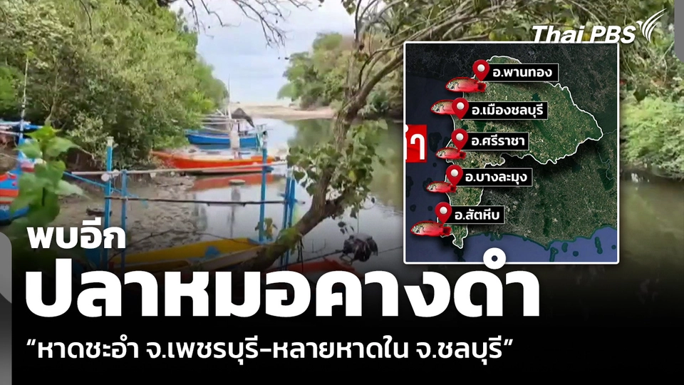 พบอีก ปลาหมอคางดำ “หาดชะอำ จ.เพชรบุรี-หลายหาดใน จ.ชลบุรี”