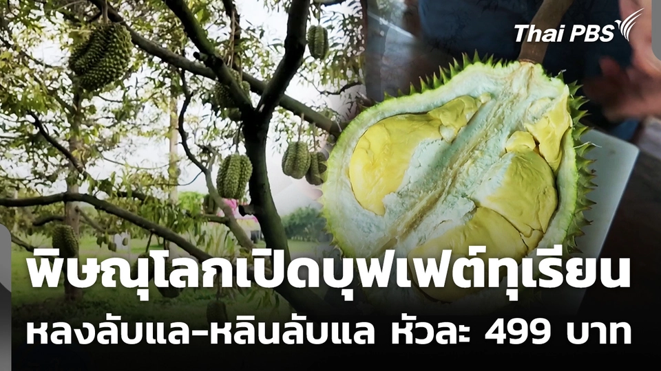 พิษณุโลกเปิดบุฟเฟต์ทุเรียน หลงลับแล-หลินลับแล หัวละ 499 บาท