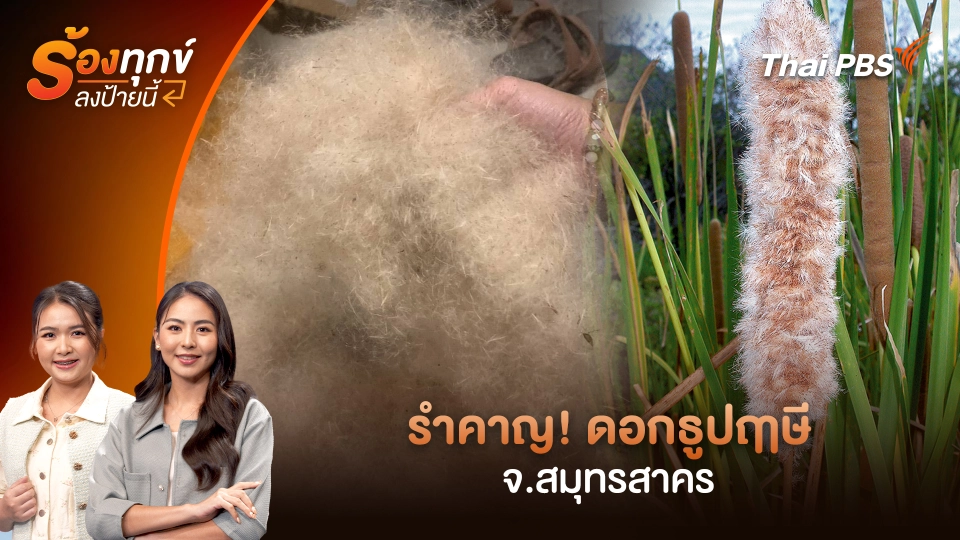 รำคาญ! ดอกธูปฤาษี จ.สมุทรสาคร 