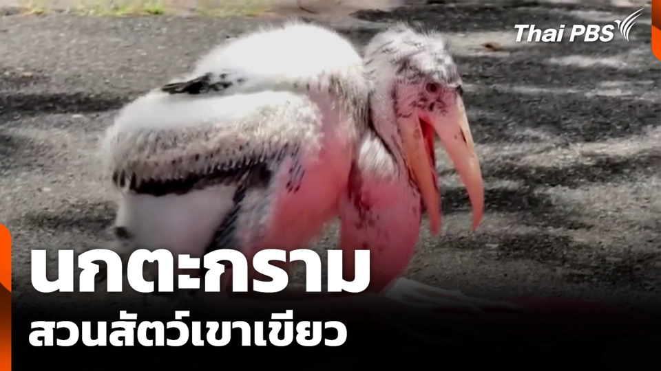 นกตะกราม สวนสัตว์เขาเขียว