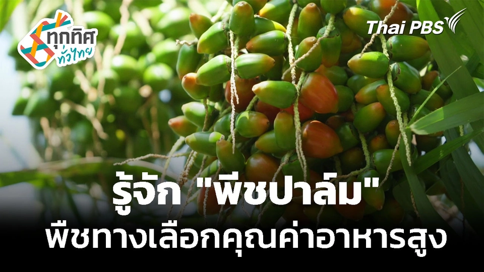 "พีชปาล์ม" พืชทางเลือกคุณค่าอาหารสูง