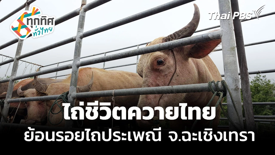ไถ่ชีวิตควายไทย ย้อนรอยไถประเพณี