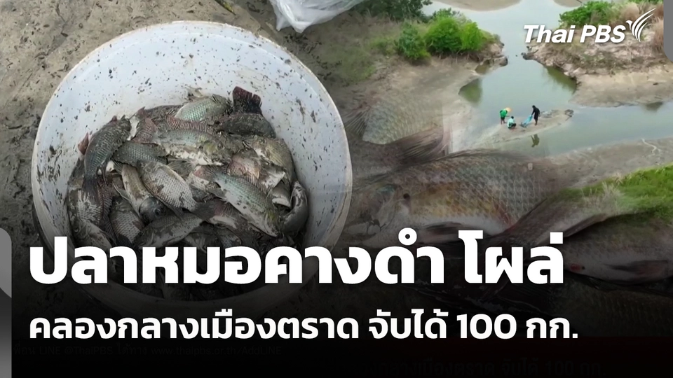 "ปลาหมอคางดำ" โผล่คลองกลางเมืองตราด จับได้ 100 กก. 