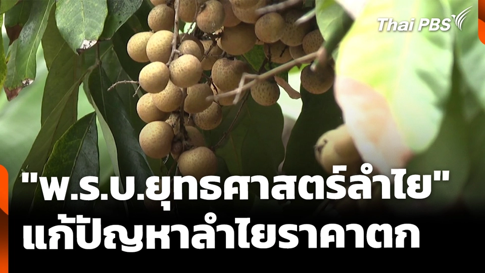 ทวงคืน "พ.ร.บ.ยุทธศาสตร์ลำไย" แก้ทุกข์ชาวสวน