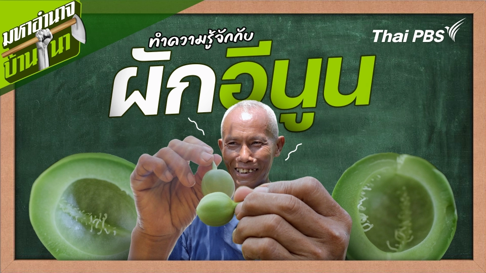 สูตรลับฉบับบ้านนา : ทำความรู้จักกับผักอีนูน