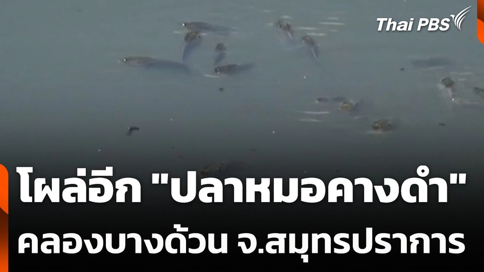 โผล่อีก "ปลาหมอคางดำ" คลองบางด้วน จ.สมุทรปราการ