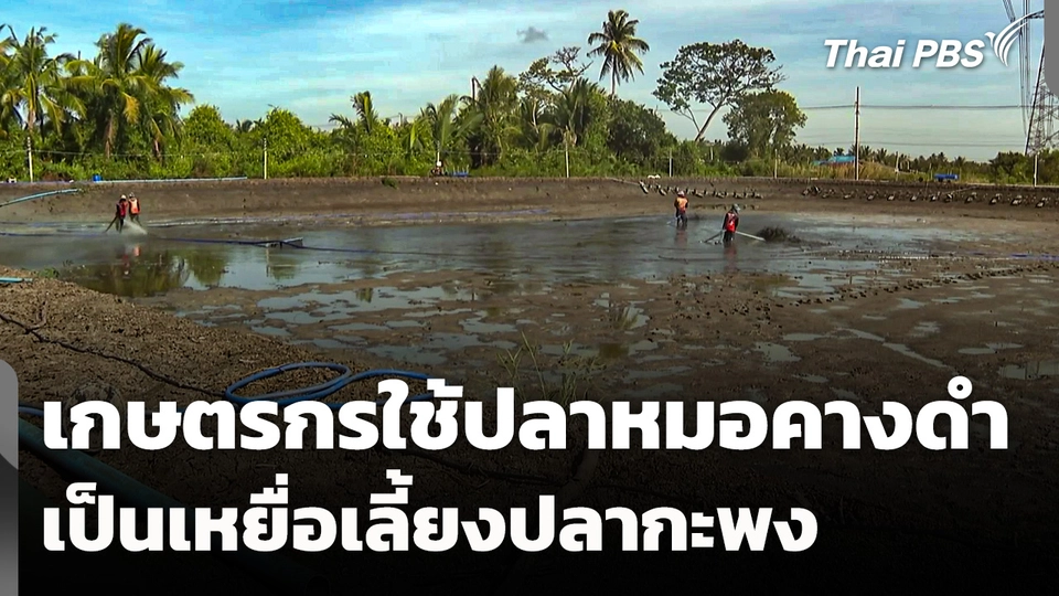 เกษตรกรใช้ "ปลาหมอคางดำ" เป็นเหยื่อเลี้ยงปลากะพง