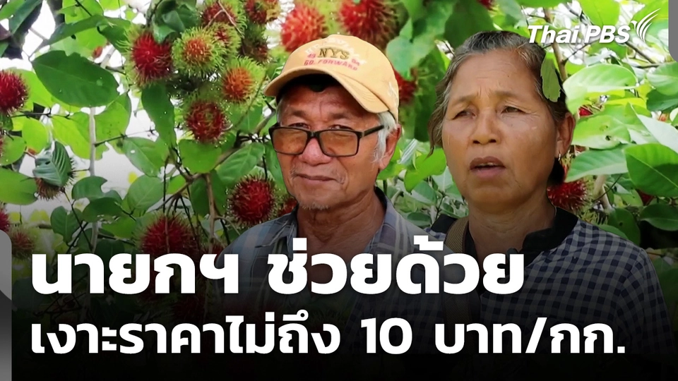 ชาวสวนเงาะท้อ ราคาหน้าสวนต่ำกว่า 10 บาท/กก.