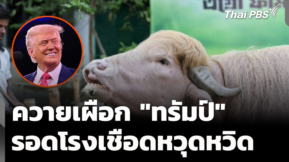ควายเผือก "ทรัมป์" รอดโรงเชือดหวุดหวิด