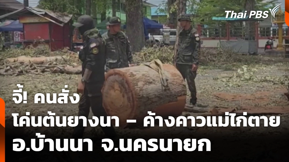 จี้! คนสั่ง โค่นต้นยางนา – ค้างคาวแม่ไก่ตาย อ.บ้านนา จ.นครนายก