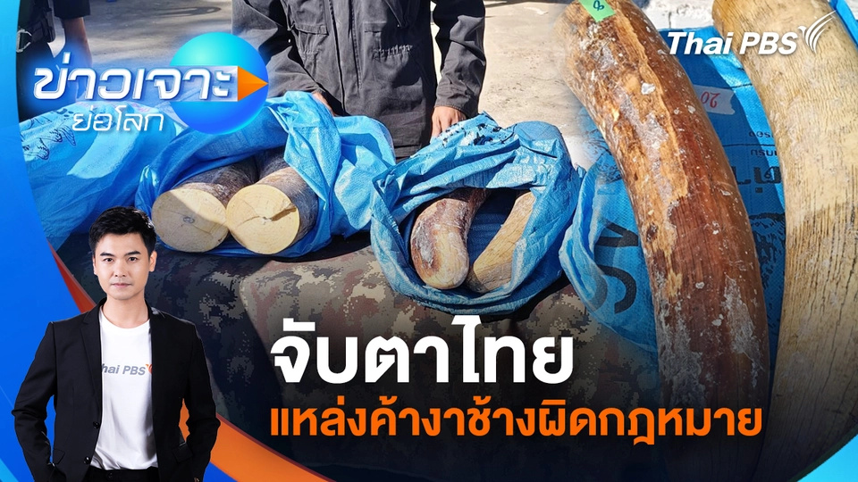 จับตาไทยแหล่งค้างาช้างผิดกฎหมาย