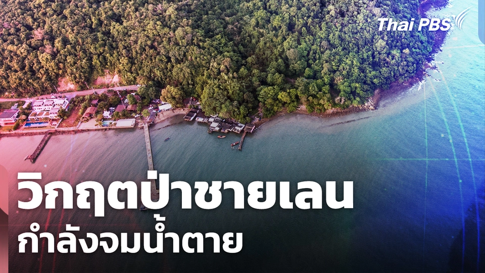 วิกฤตป่าชายเลนกำลังจมน้ำตาย