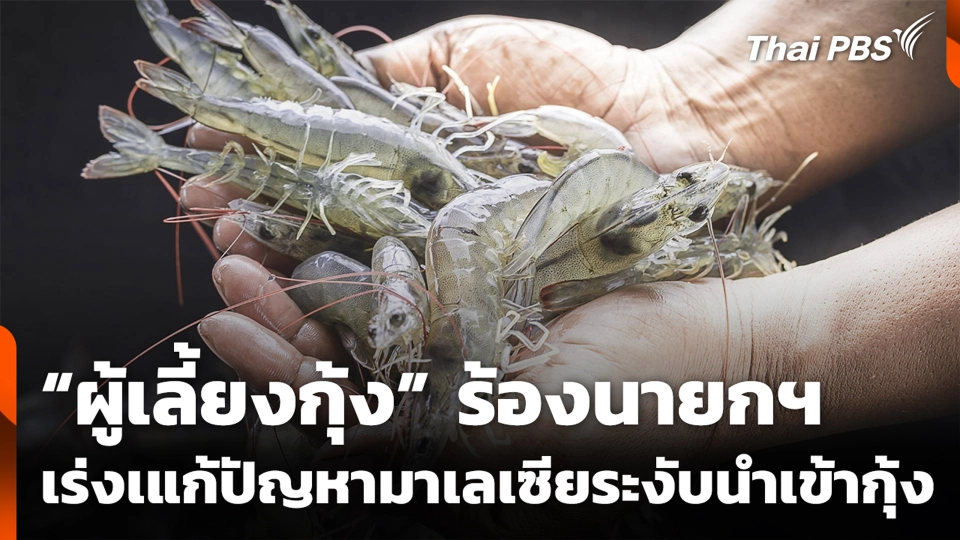 “ผู้เลี้ยงกุ้ง” ร้องนายกฯ เร่งเแก้ปัญหามาเลเซียระงับนำเข้ากุ้ง