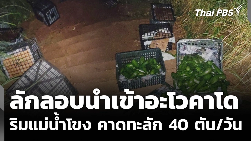 ลักลอบนำเข้าอะโวคาโด ริมแม่น้ำโขง คาดทะลัก 40 ตัน/วัน