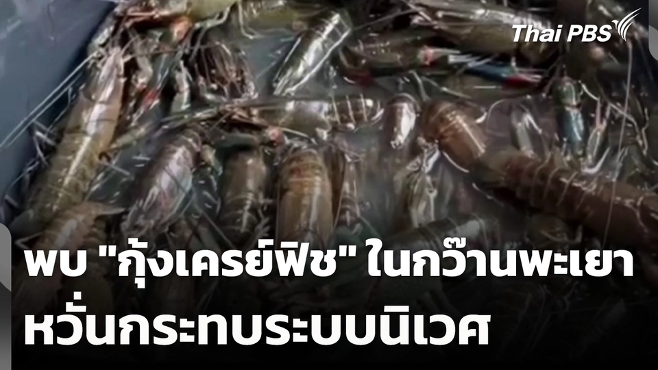 พบ "กุ้งเครย์ฟิช" ในกว๊านพะเยา หวั่นกระทบระบบนิเวศ