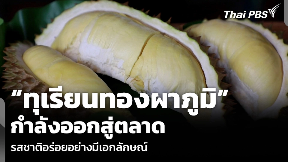 “ทุเรียนทองผาภูมิ” กำลังออกสู่ตลาด รสชาติอร่อยอย่างมีเอกลักษณ์