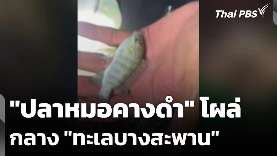 "ปลาหมอคางดำ" โผล่กลาง "ทะเลบางสะพาน"