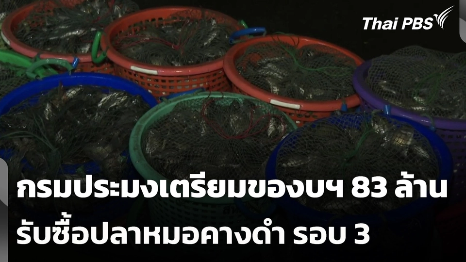 กรมประมงเตรียมของบฯ 83 ล้าน รับซื้อปลาหมอคางดำ รอบ 3