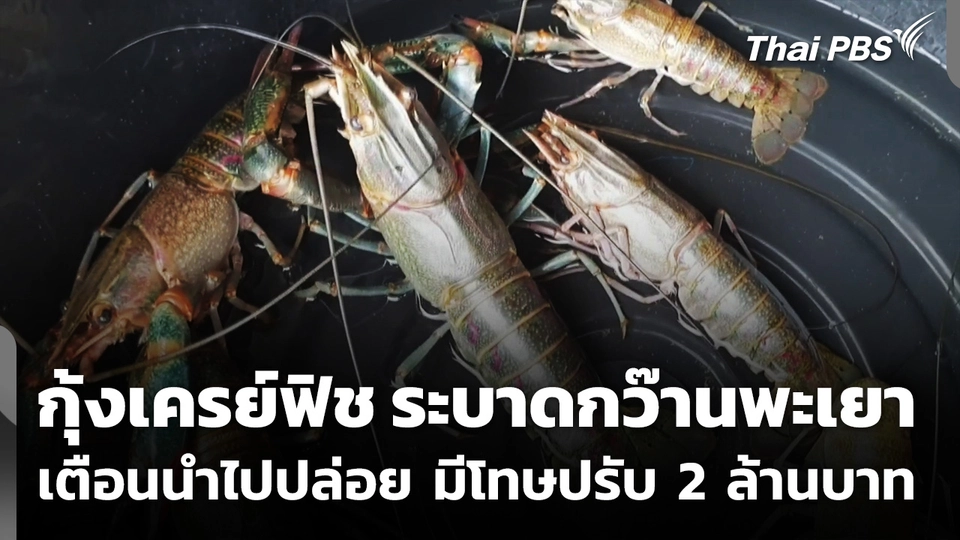 "กุ้งเครย์ฟิช" ระบาดกว๊านพะเยา เตือนนำไปปล่อย มีโทษปรับ 2 ล้านบาท