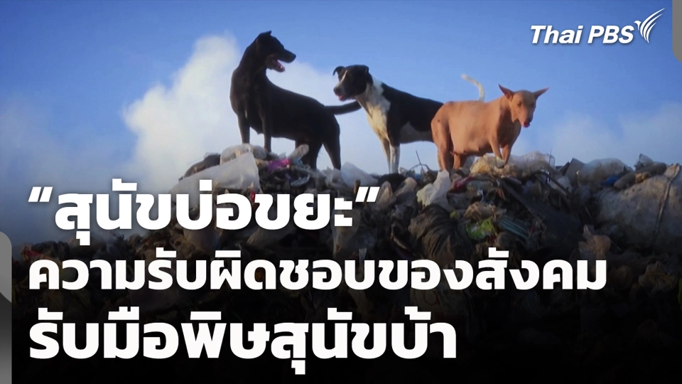 “สุนัขบ่อขยะ” ความรับผิดชอบของสังคม รับมือพิษสุนัขบ้า