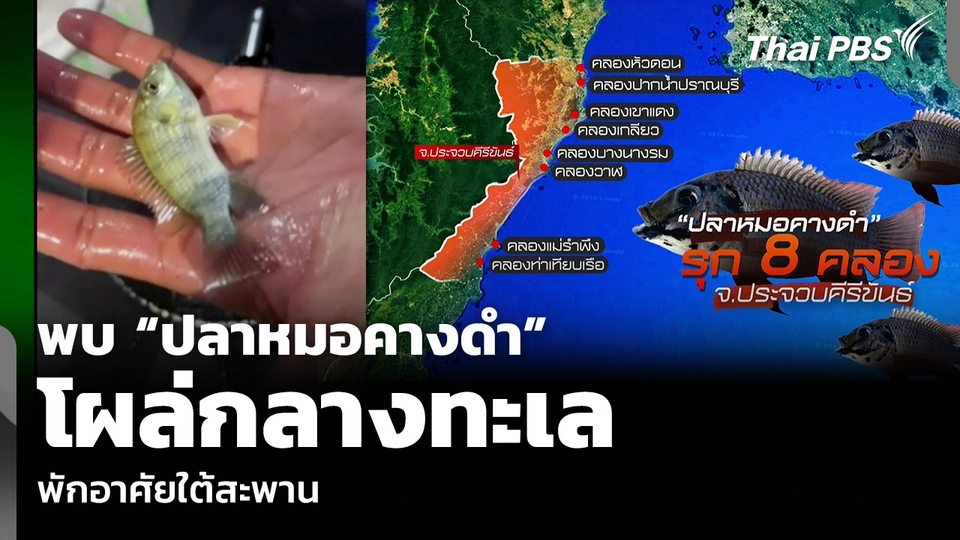 พบ “ปลาหมอคางดำ” โผล่กลางทะเล จ.ประจวบคีรีขันธ์