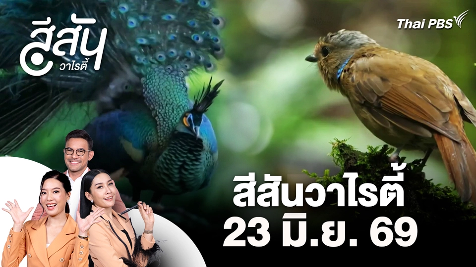 สีสันวาไรตี้ (23 มิ.ย. 69)