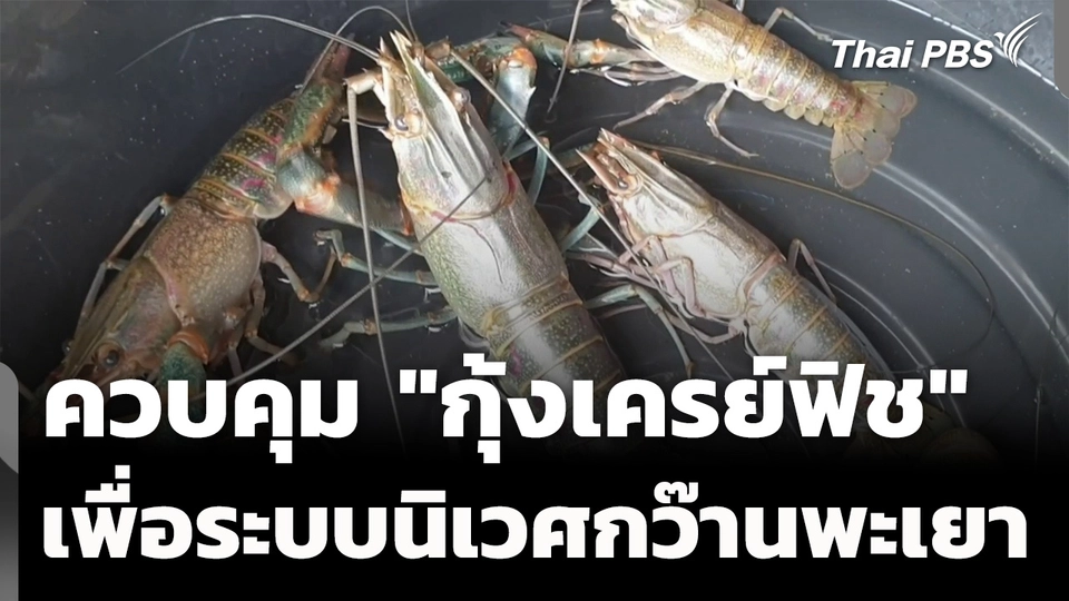 เร่งควบคุม "กุ้งเครย์ฟิช" ป้องกันระบบนิเวศกว๊านพะเยา
