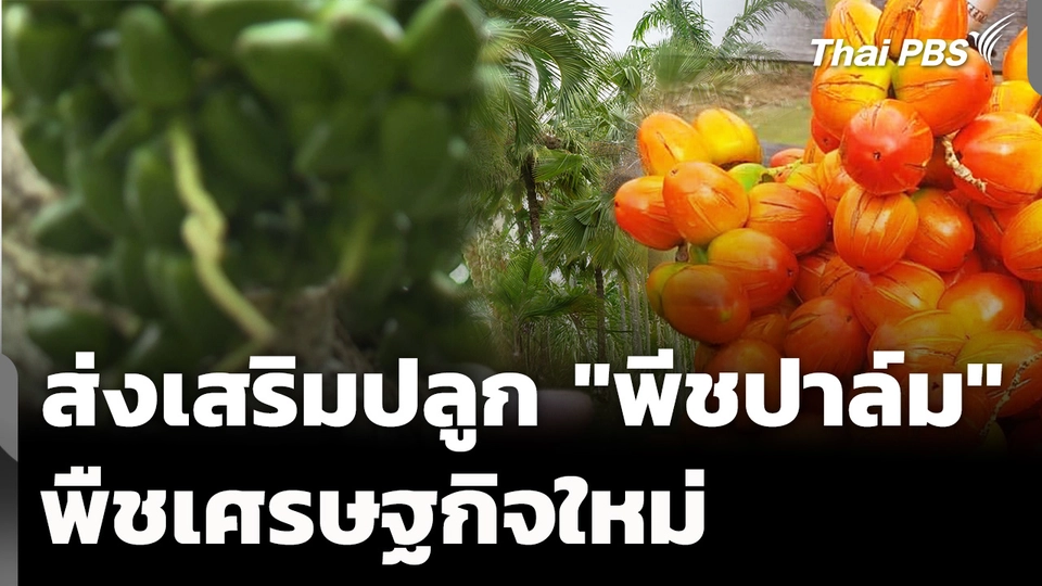รัฐส่งเสริมปลูก "พีชปาล์ม" พืชเศรษฐกิจใหม่