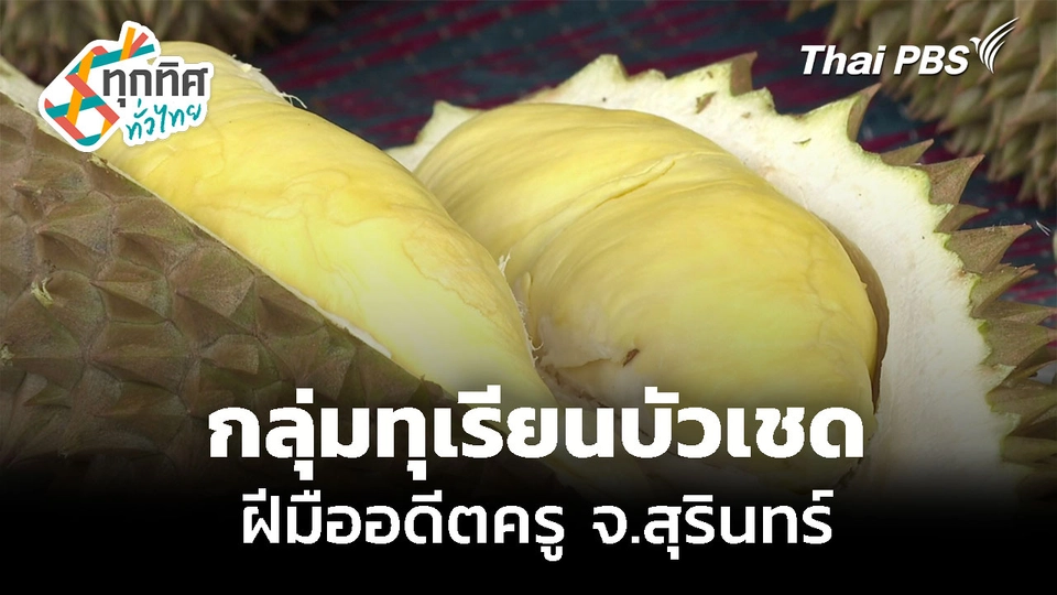 ทุเรียนบัวเชด จากกลุ่มอดีตข้าราชการครู จ.สุรินทร์