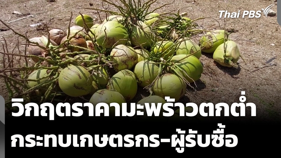 วิกฤตราคามะพร้าวตกต่ำ กระทบเกษตรกร-ผู้รับซื้อ 