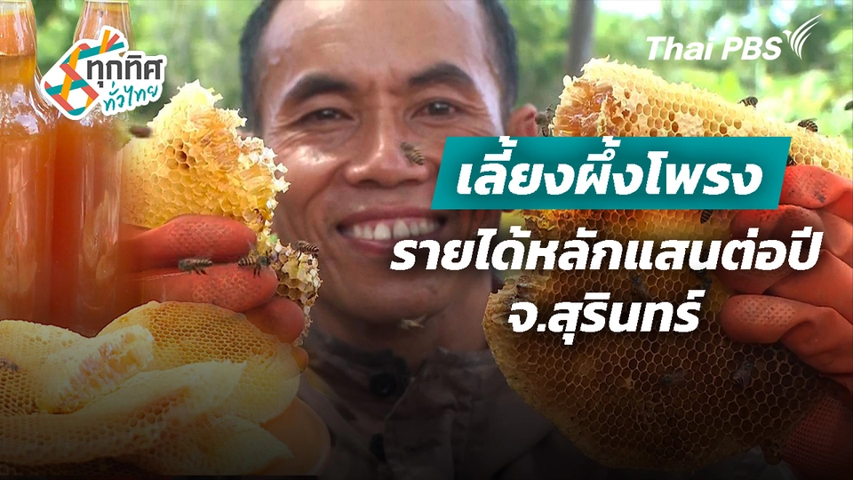 เลี้ยงผึ้งโพรงรายได้หลักแสนต่อปี จ.สุรินทร์
