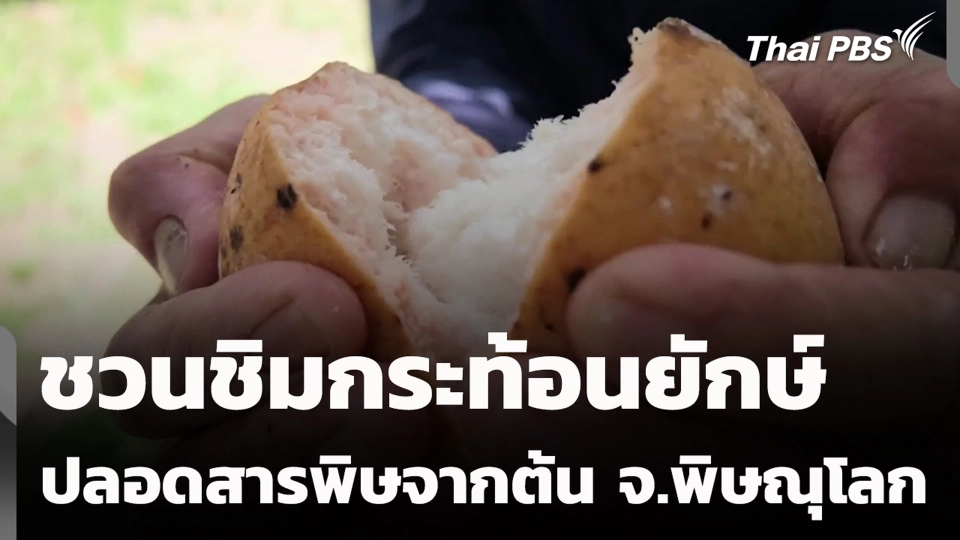 ชวนชิมกระท้อนยักษ์ ปลอดสารพิษจากต้น จ.พิษณุโลก