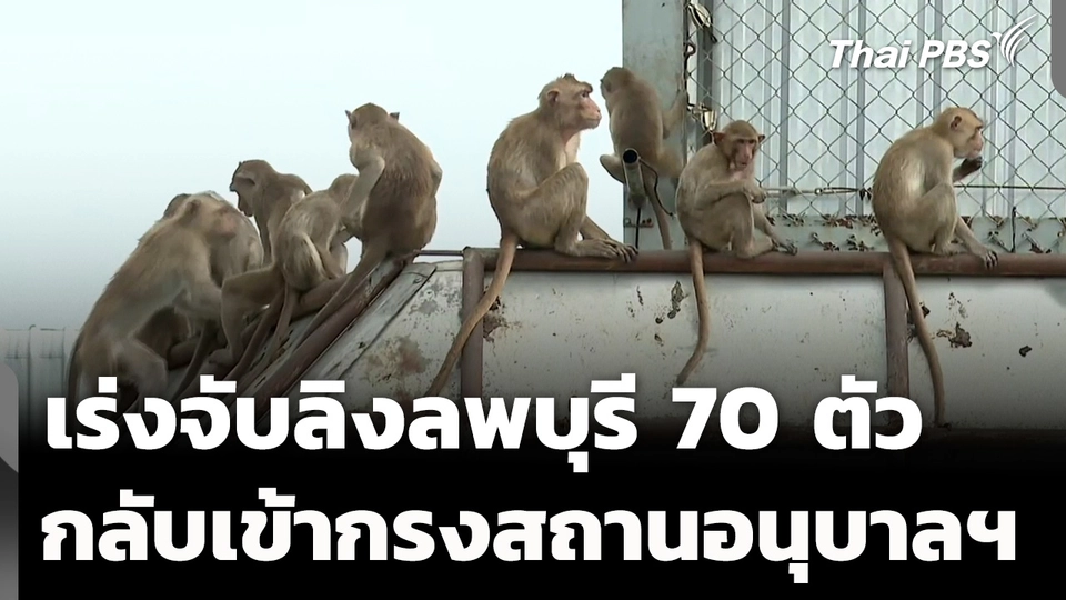 เร่งตามจับลิงลพบุรี กว่า 70 ตัว กลับเข้ากรงสถานอนุบาลฯ