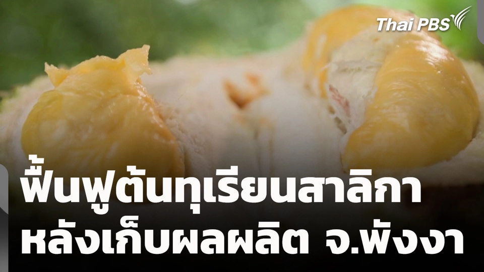 ฟื้นฟูต้นทุเรียนสาลิกาหลังเก็บผลผลิต จ.พังงา