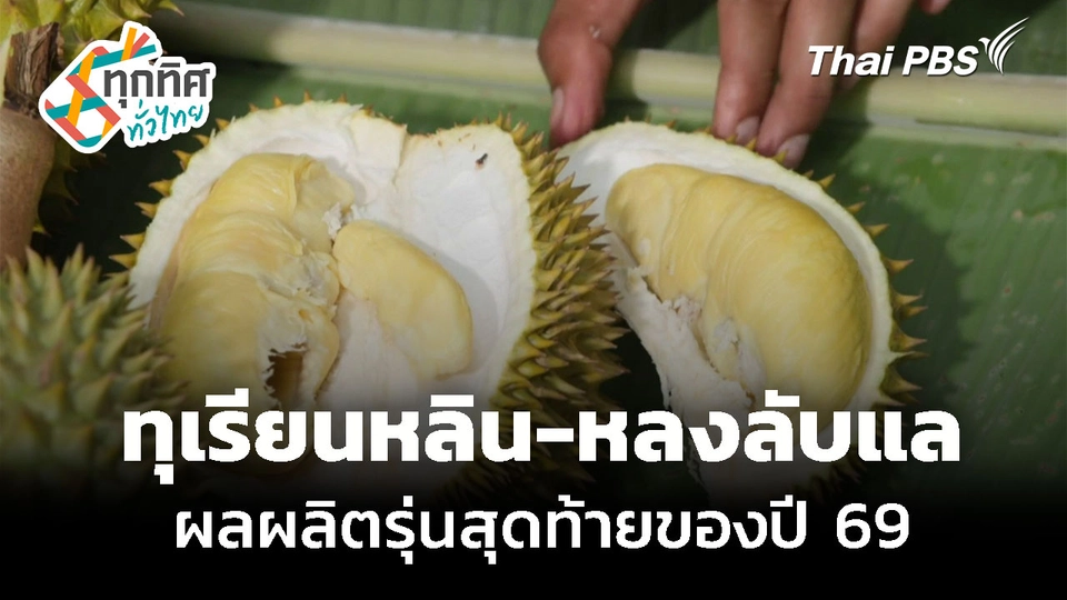ทุเรียนหลิน-หลงลับแล ผลผลิตรุ่นสุดท้ายของปี