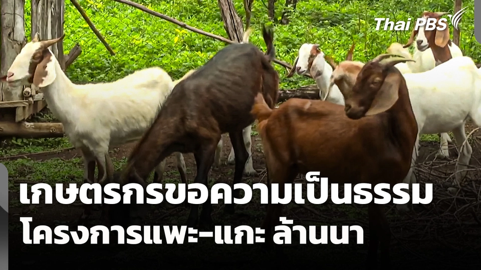 เกษตรกรร้องทุกข์ สว. ขอความเป็นธรรมโครงการแพะ-แกะ ล้านนา