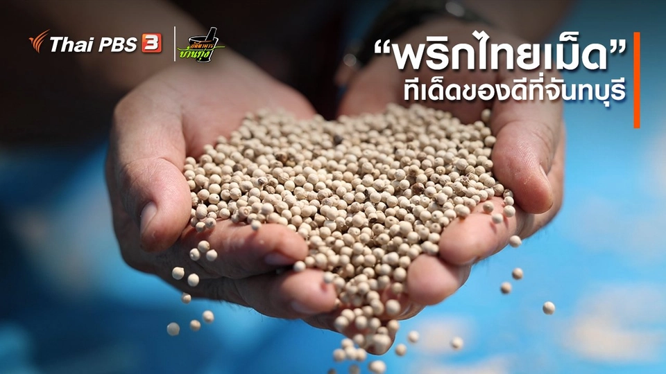 คลิปบ้านทุ่ง : “พริกไทยเม็ด” ทีเด็ดของดีที่จันทบุรี