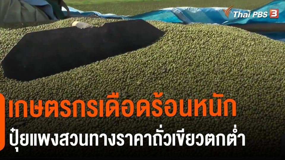 เกษตรกรเดือดร้อนหนักปุ๋ยแพงสวนทางราคาถั่วเขียวตกต่ำ