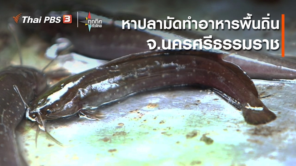 อาชีพทั่วไทย : หาปลามัดทำอาหารพื้นถิ่น จ.นครศรีธรรมราช