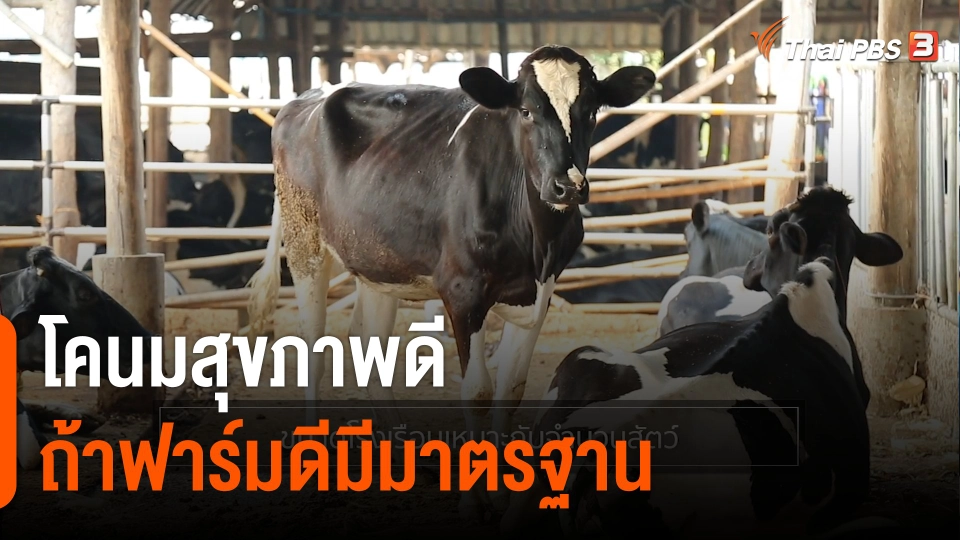 ดอกผลของความยั่งยืน : โคนมสุขภาพดี ถ้าฟาร์มดีมีมาตรฐาน